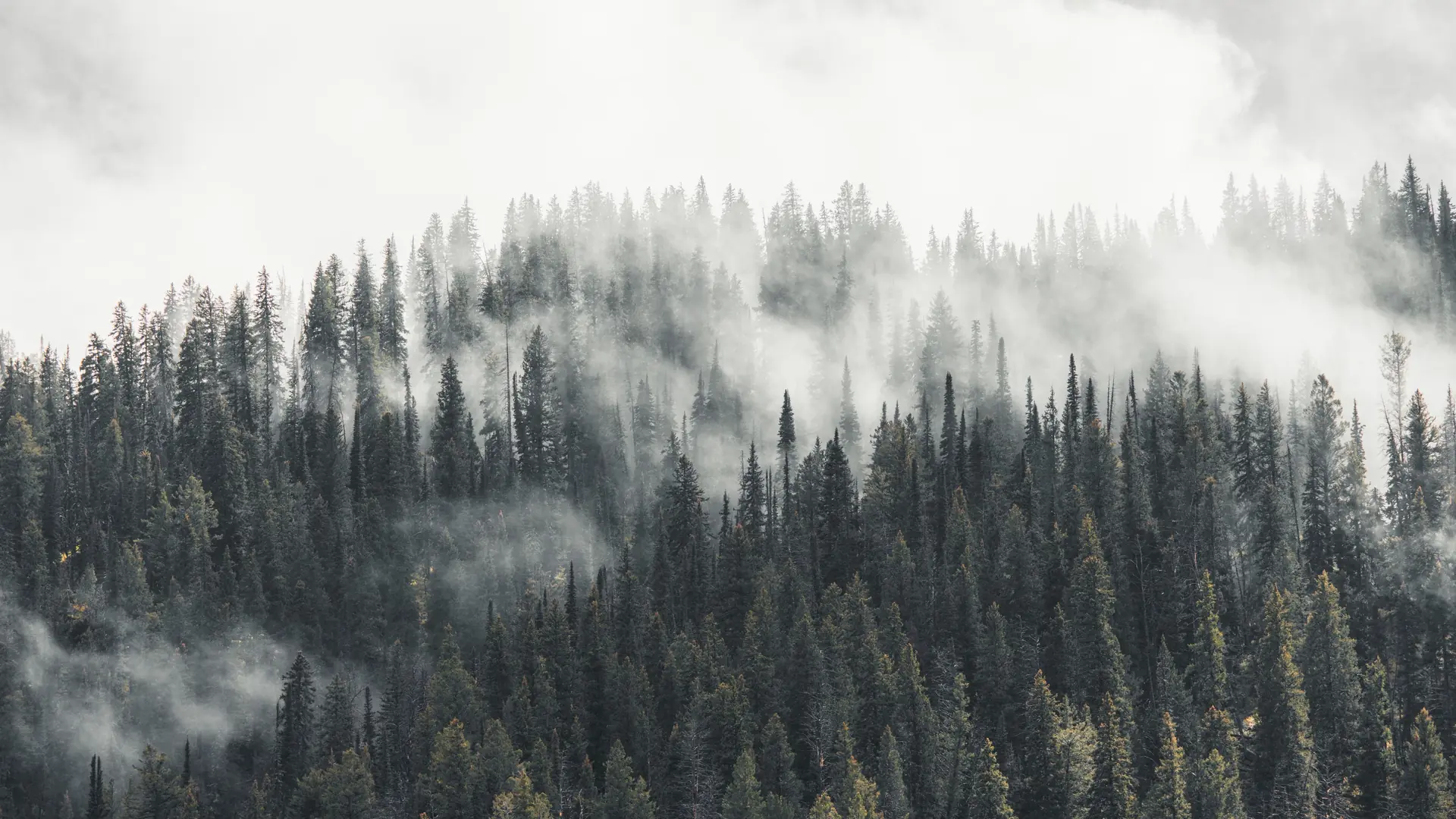 An evergreen forest in the mist