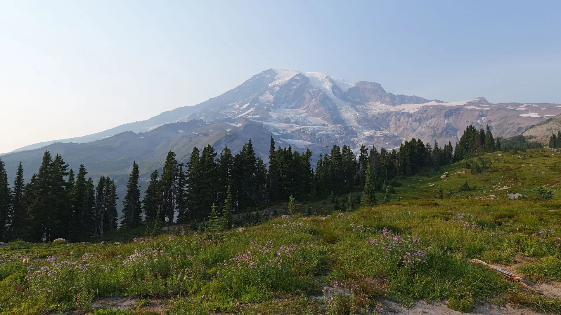Mount Rainier above a wildflower meadow